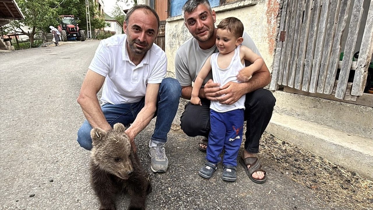 Sinop'ta Yalnız Bulunan Yavru Ayı Koruma Altına Alındı