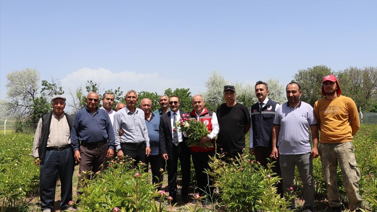 Sivas' Eşsiz Şakayıklarının Hasadı Gerçekleşti