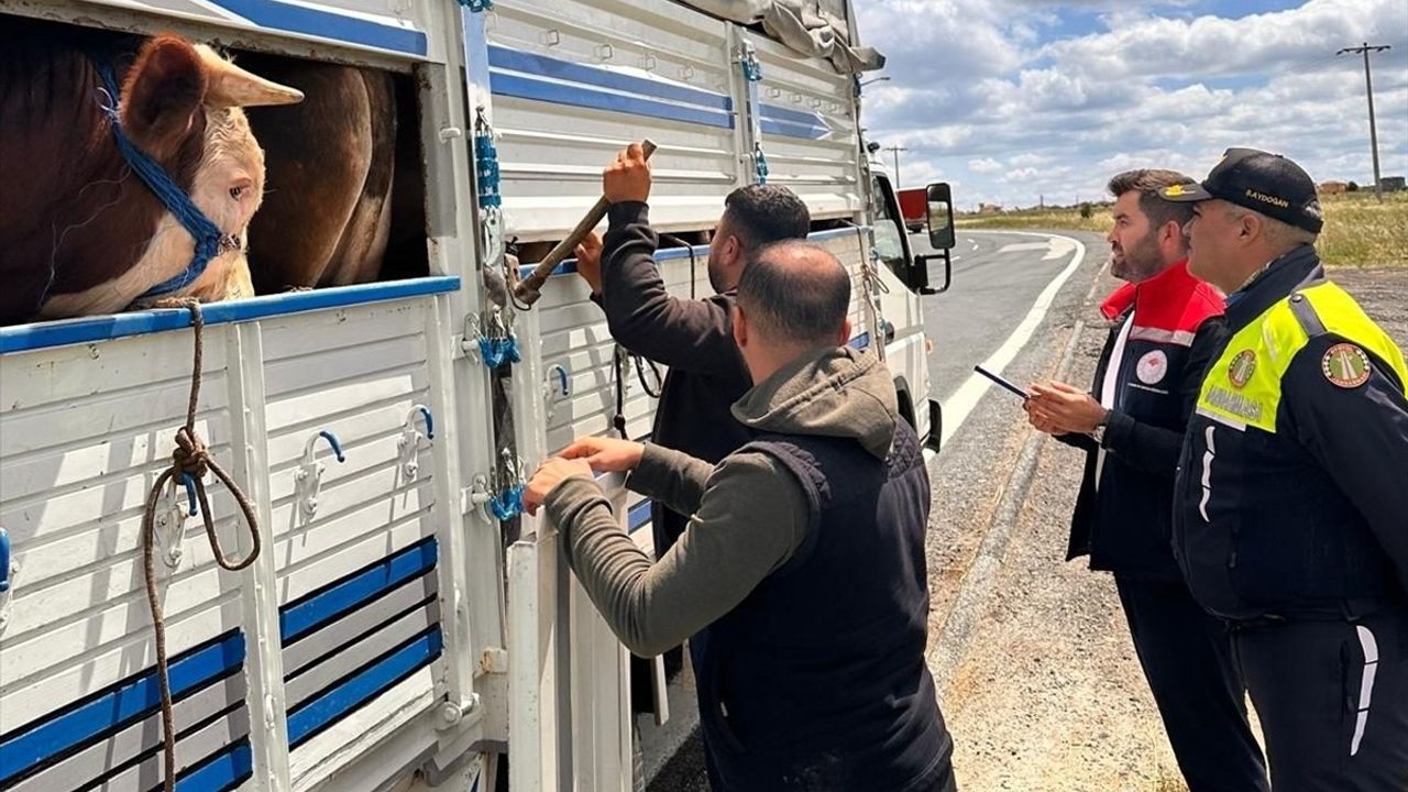Tekirdağ'da Kaçak Büyükbaş Hayvan Severine 105 Bin Lira Ceza
