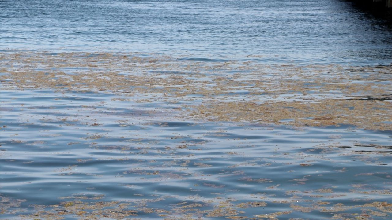 Tekirdağ Kıyılarında Alg Patlaması: Deniz Renginde Değişim Gözlemlendi