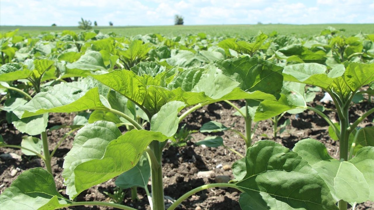 Trakya'da Ayçiçeği Gelişimi Yağışlarla Hız Kazandı