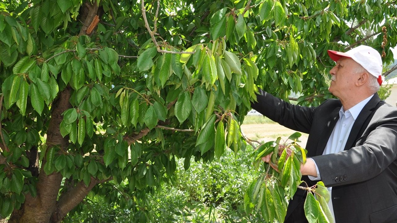 TZOB Genel Başkanı Bayraktar, Kütahya'da Dondan Etkilenen Kiraz Bahçelerini İnceledi