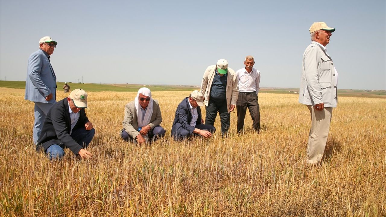 TZOB Genel Başkanı Şemsi Bayraktar, Diyarbakır'da Kuraklık Zararlarını İnceledi
