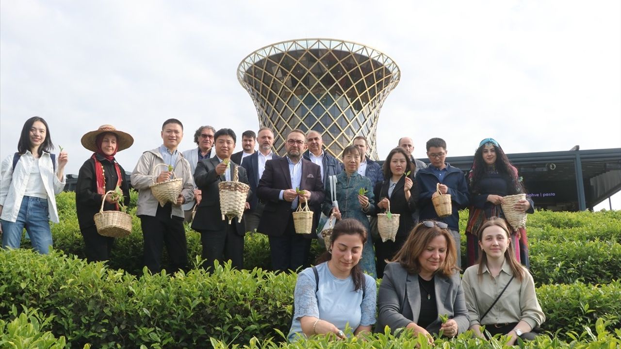 Uluslararası Çay Günü'nde Çinli Akademisyenler Rize'de Çay Topladı