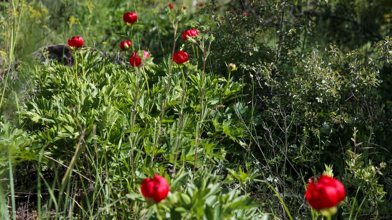 Uşak'ta Ender Görülen İtecik Lalesi Kan Kırmızısı Rengini Gösterdi