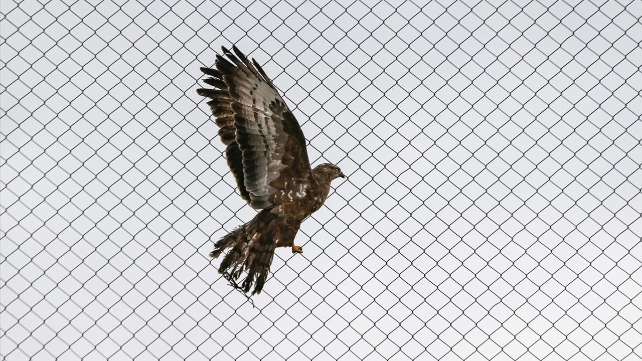 Van Yüzüncü Yıl Üniversitesi Rehabilitasyon Merkezi Yaralı Kuşlara Umut Oluyor