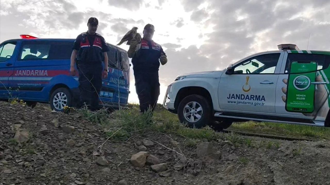 Yozgat'ta Yaralı Şahin Jandarma Ekipleri Tarafından Tedavi Altına Alındı