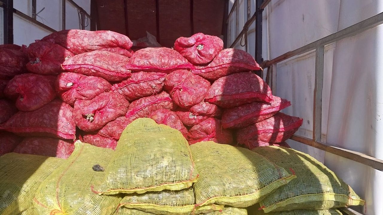 Anadolu Otoyolu'nda Kaçak Avlanan 5,4 Ton Midye Ele Geçirildi