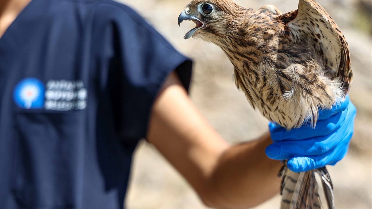 Antalya'da 7 Kerkenez Doğaya Salındı