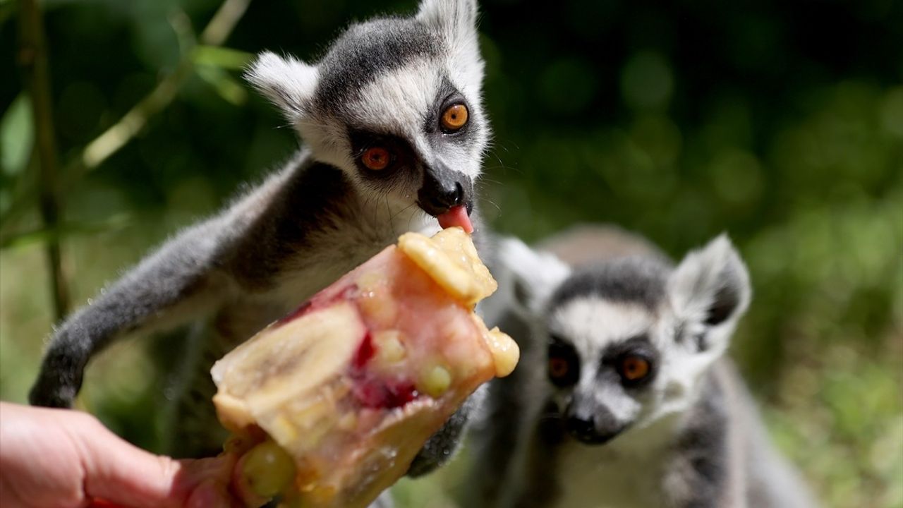 Antalya Doğal Yaşam Parkı'ndaki Hayvanlar Yaz Sıcaklığında Buzlu Meyve Kokteylleri ile Serinliyor