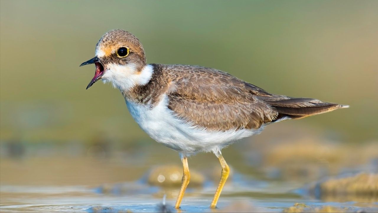 Antalya'nın Boğaçayı Bölgesinde 220 Kuş Türü Gözlemlendi