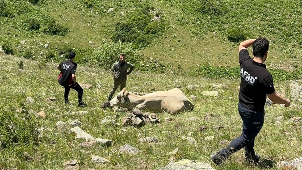 Ardahan'da Büyükbaş Hayvan AFAD Ekiplerince Kurtarıldı