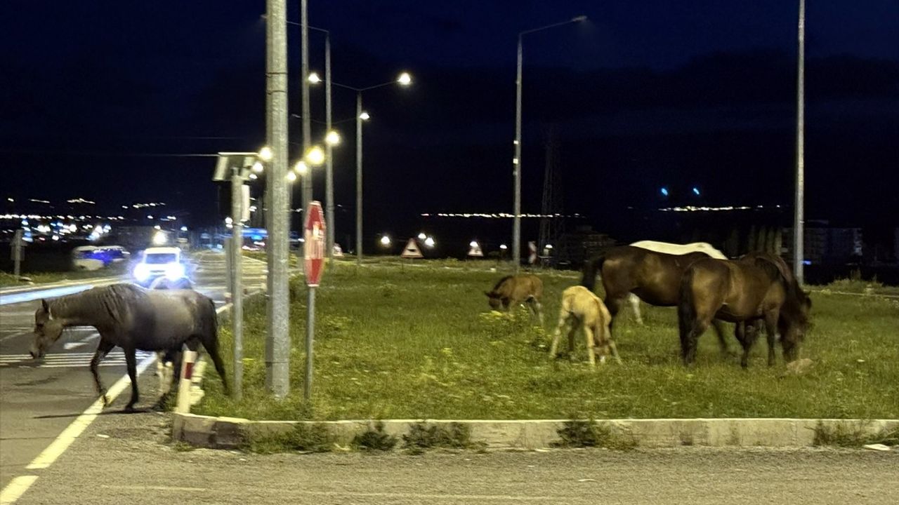 Ardahan'da Yılkı Atları Ulaşımı Aksattı