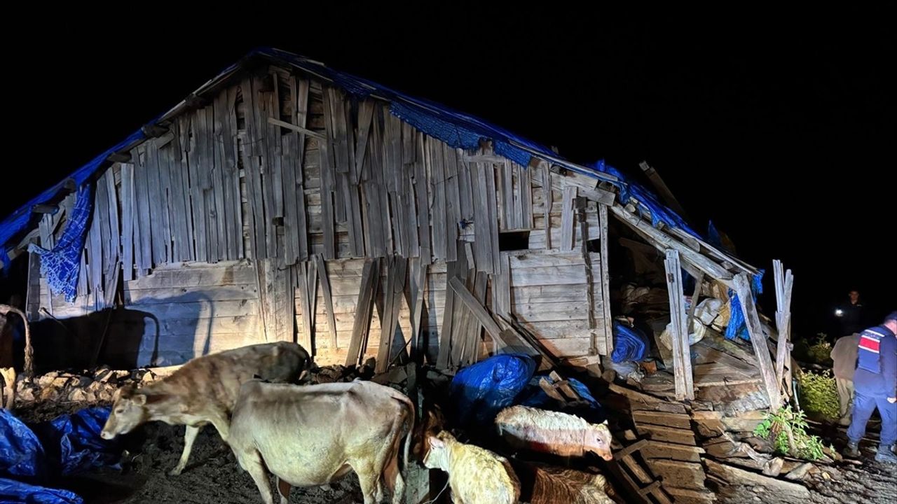 Artvin'de Çöken Ahırdaki 33 Büyükbaş Hayvan Kurtarıldı
