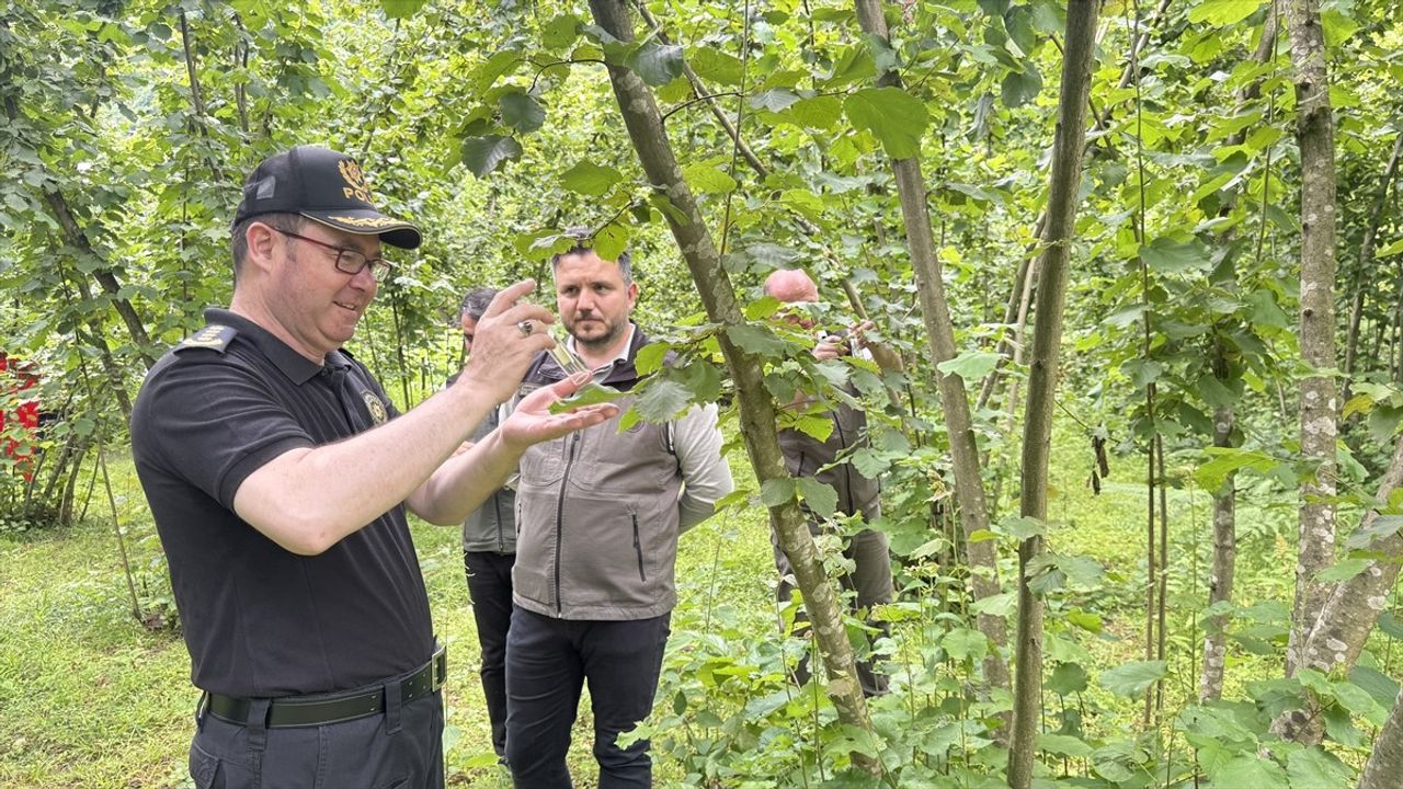 Artvin'de Kahverengi Kokarcayla Mücadele İçin Samuray Arıları Doğaya Salındı