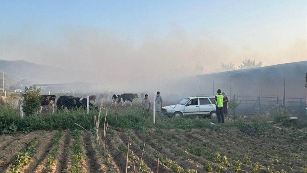 Aydın'da Çiftlikte Çıkan Yangında 4 Hayvan Telef Oldu