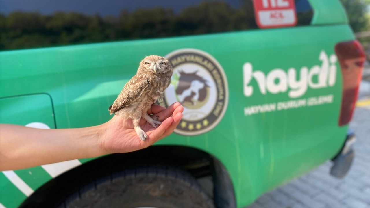 Aydın'da Yaralı Kukumav Baykuş Koruma Altına Alındı