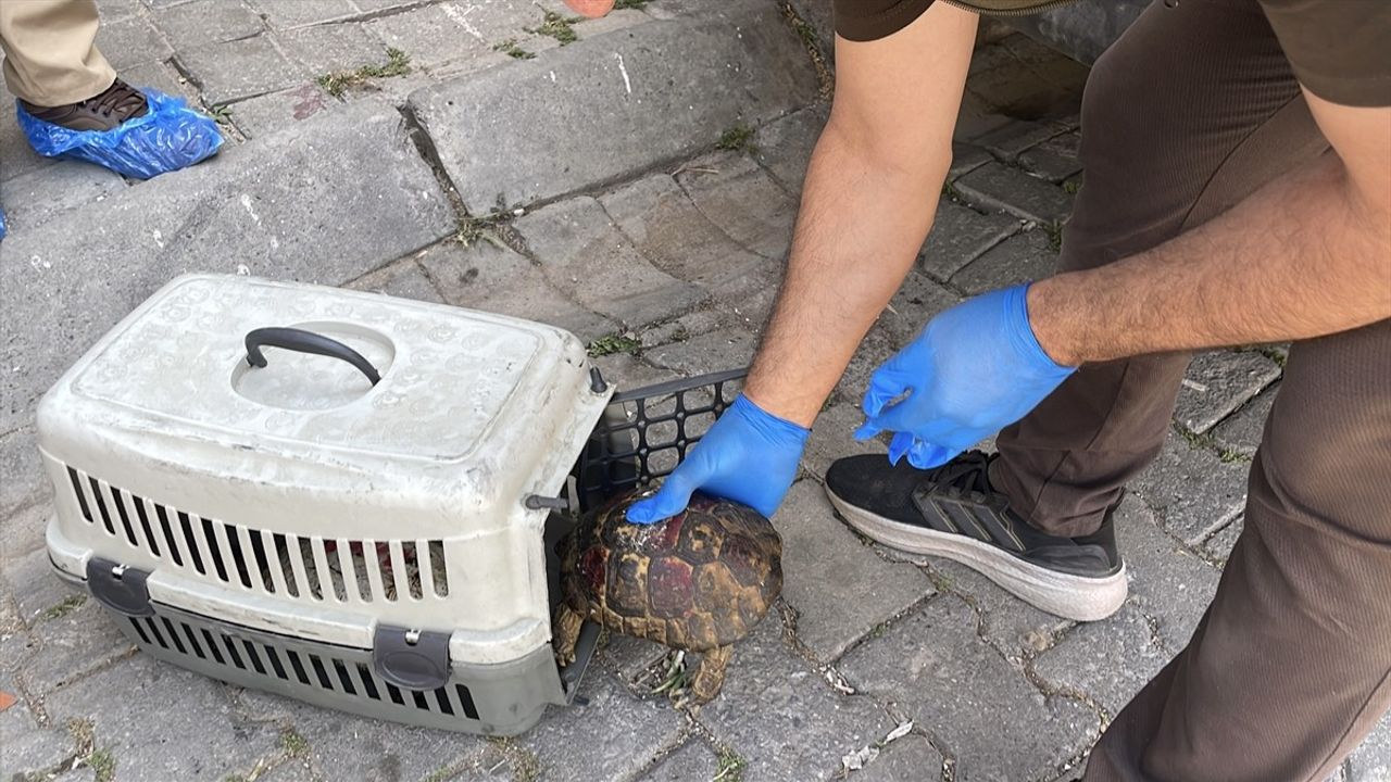 Aydın'daki Çöp Evden 4 Kamyon Çöp ve Hayvanlar Çıktı