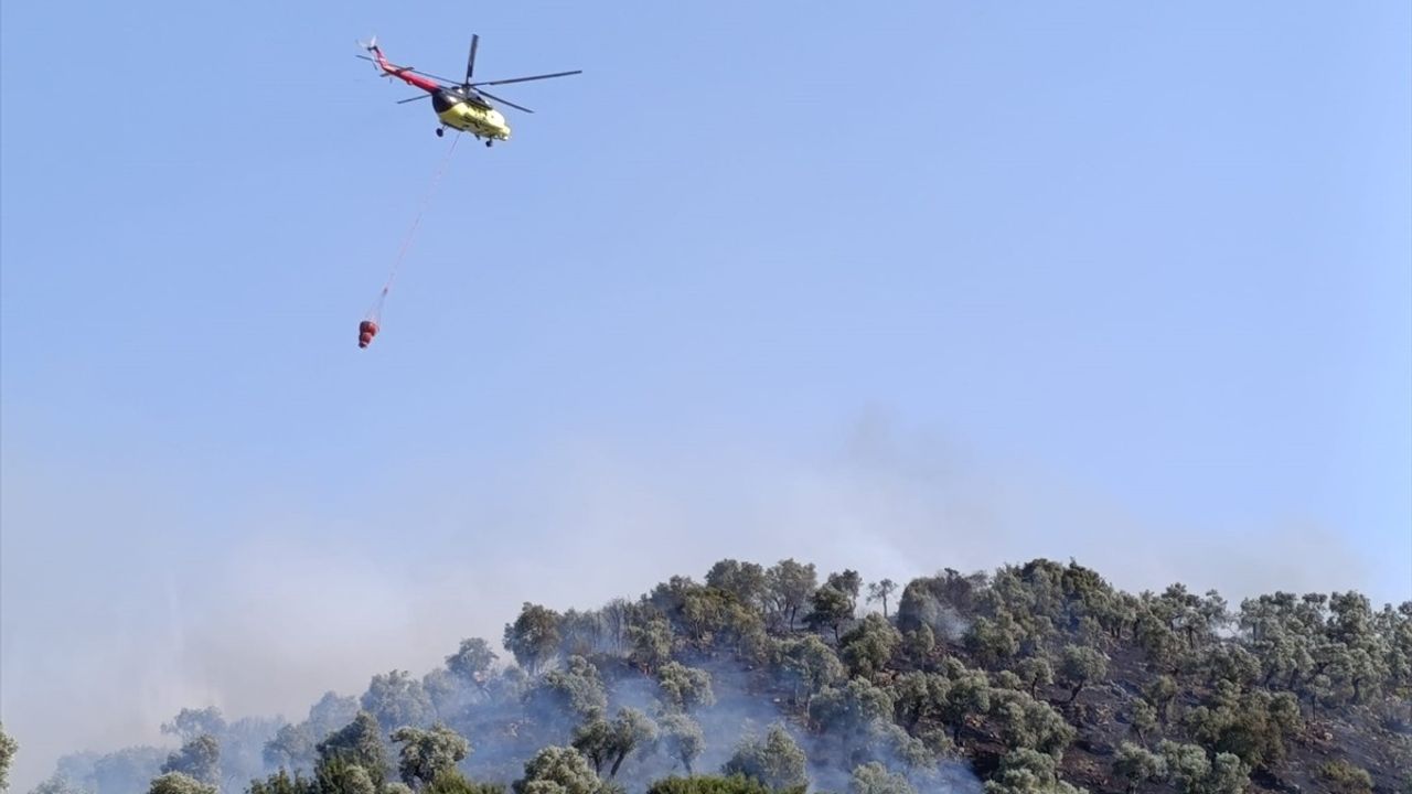 Aydın Koçarlı'da Zeytinlik Alanda Yangın Kontrol Altına Alındı