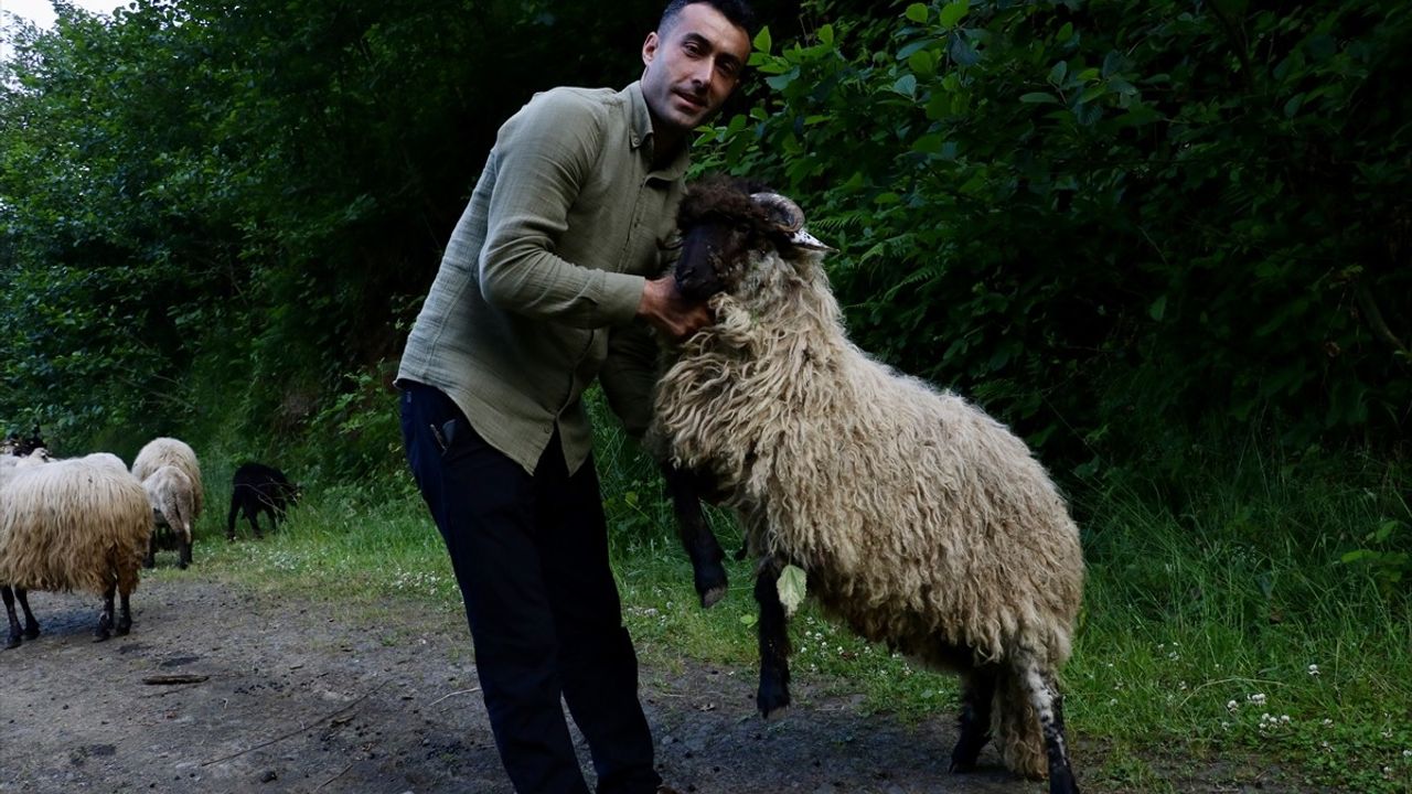Bacağı Kırılan Kuzu, Platin Takılmasıyla Yeniden Yürümeye Başladı