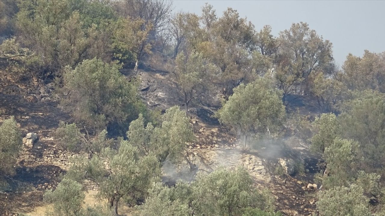 Balıkesir Ayvalık'ta Zeytinlik Alanda Yangın Kontrol Altına Alındı