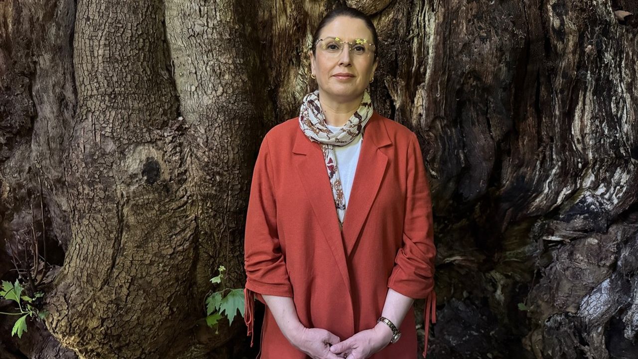 Bartın'da Yaklaşık 500 Yıllık Çınar Ağacı İçin Anıt Ağaç Tescil Başvurusu Yapıldı