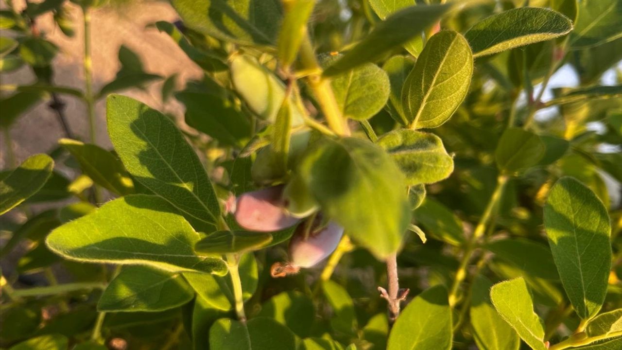Bayburt Üniversitesi'nde Bal Yemişi ve Çilek Hasadı Yapıldı