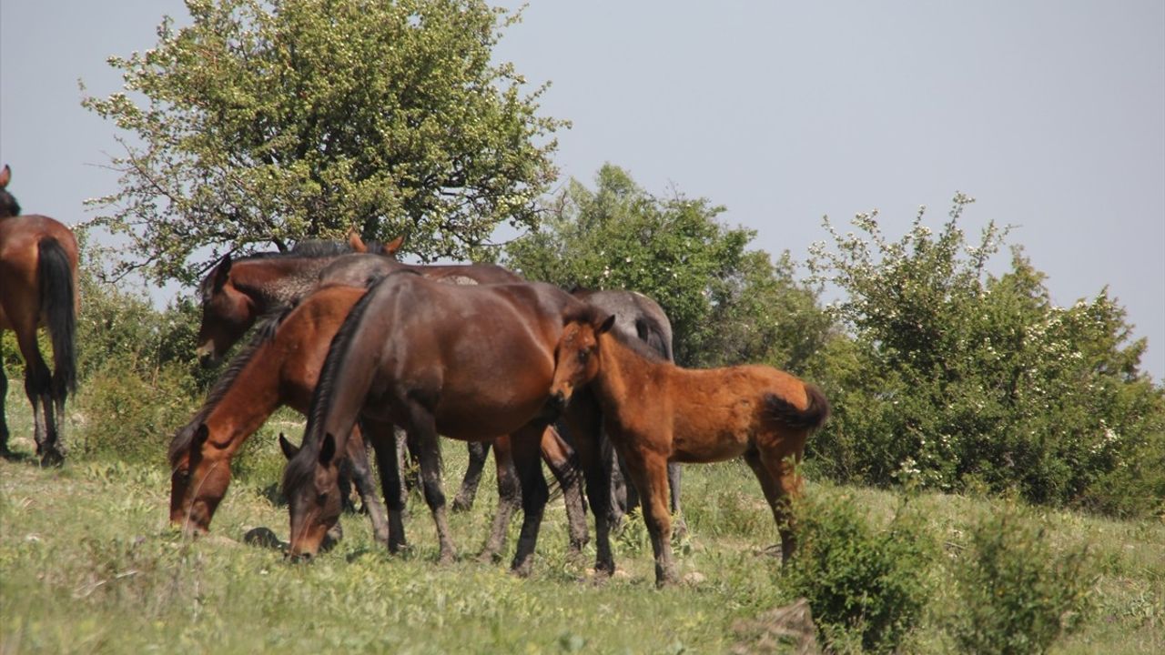 Beypazarı'nda Yılkı Atları Doğal Yaşam Alanlarında Görüntülendi