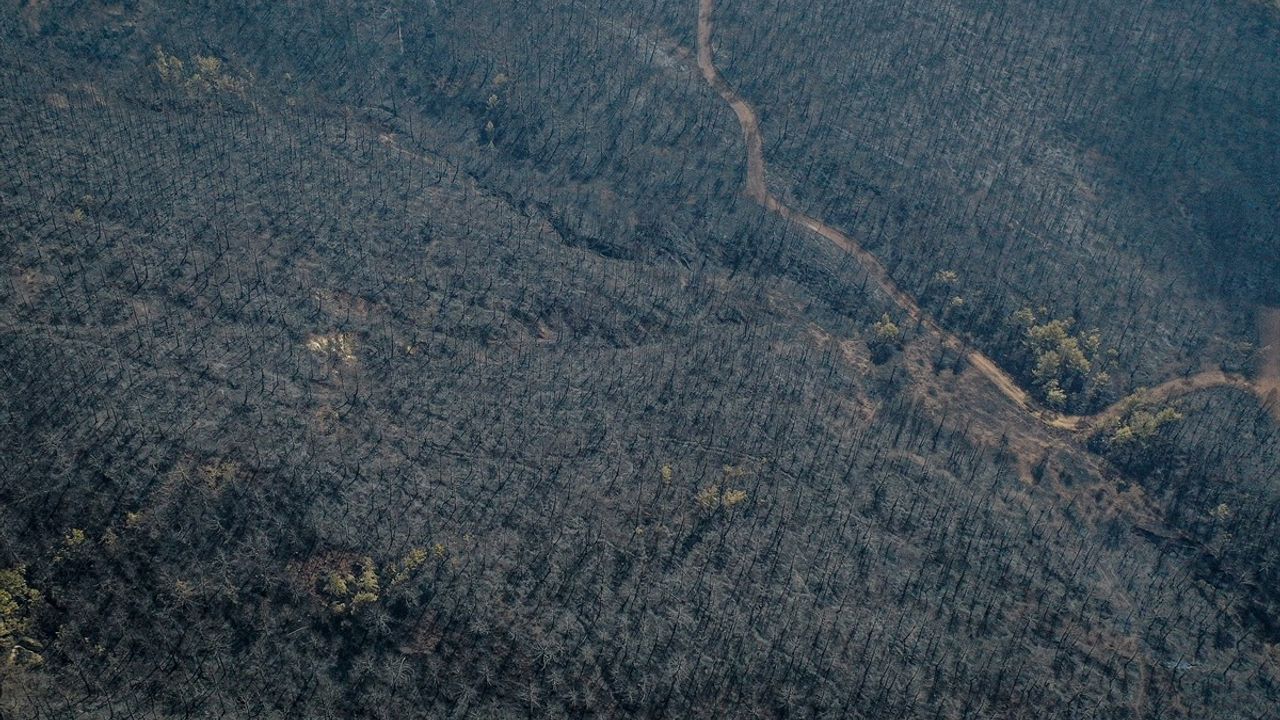 Bilecik'te Orman Yangınında Zarar Gören Alanlar Dronla Görüntülendi