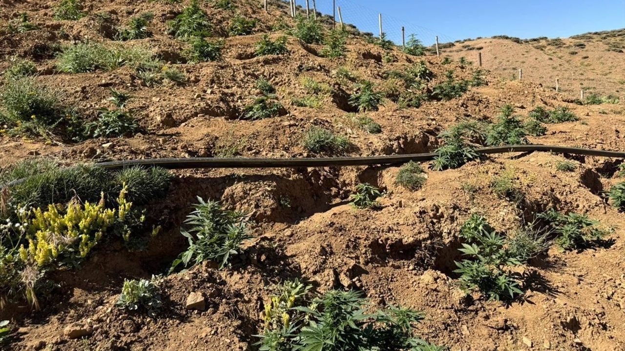 Bingöl'de Uyuşturucu Operasyonu: 17 Bin 245 Kök Hint Keneviri ve Skunk Ele Geçirildi