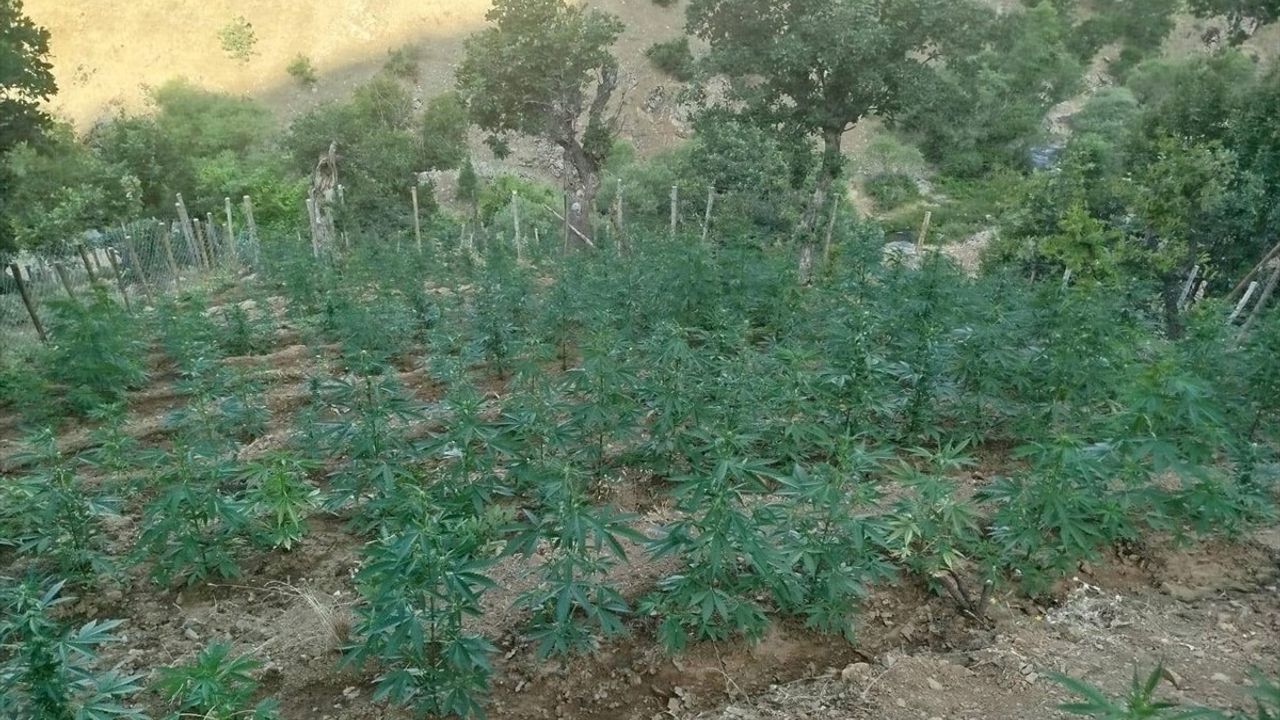 Bingöl'ün Genç İlçesinde 15 Bin 300 Kök Hint Keneviri Ele Geçirildi