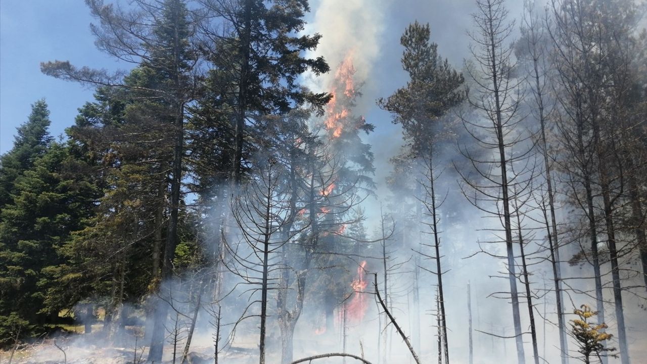 Bolu'nun Göynük ilçesinde orman yangınına müdahale sürüyor