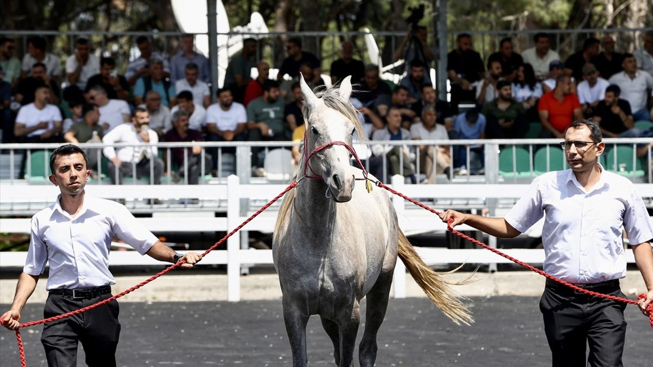 Bursa'da 55 Safkan Arap Tayının Satışından 31 Milyon Lira Elde Edildi