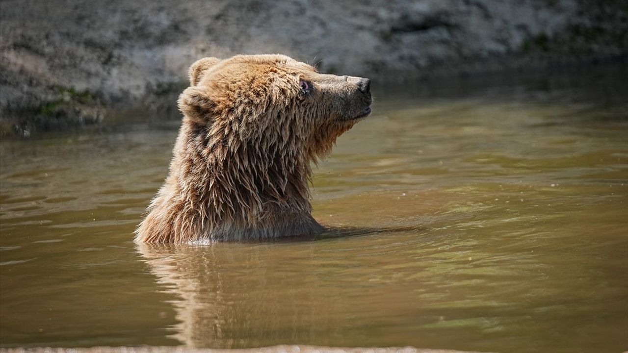 Bursa'daki Ayı Barınağında Sıcak Havalar İçin Özel Beslenme Programı