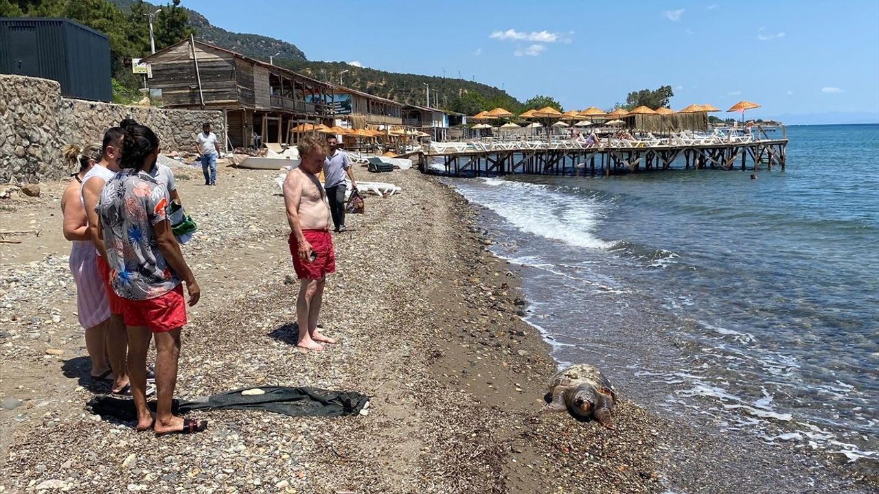 Çanakkale'nin Assos Sahili'nde Ölü Caretta Caretta Bulundu