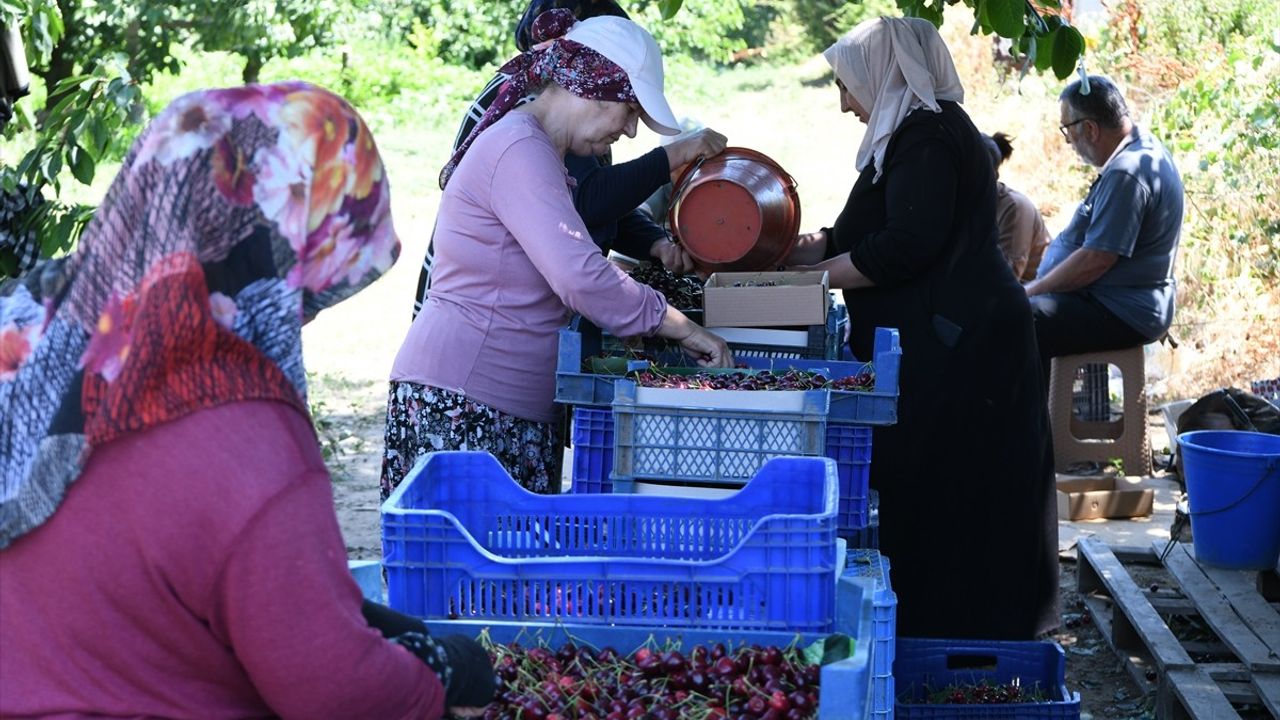 Çanakkale'nin Lapseki İlçesinde Kiraz Üretimi ve İhracatı Artıyor