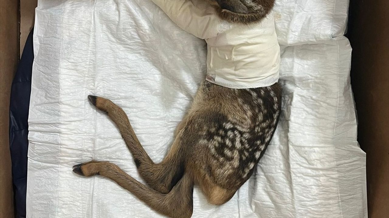 Çankırı'da Yaralı Karaca Yavrusu Tedavi Altına Alındı