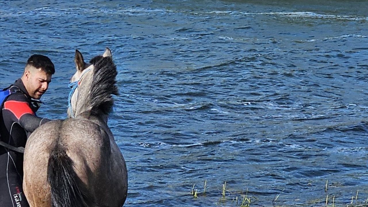 Çıldır Gölü'ndeki Adacıkta Mahsur Kalan At, AFAD Ekipleri Tarafından Kurtarıldı