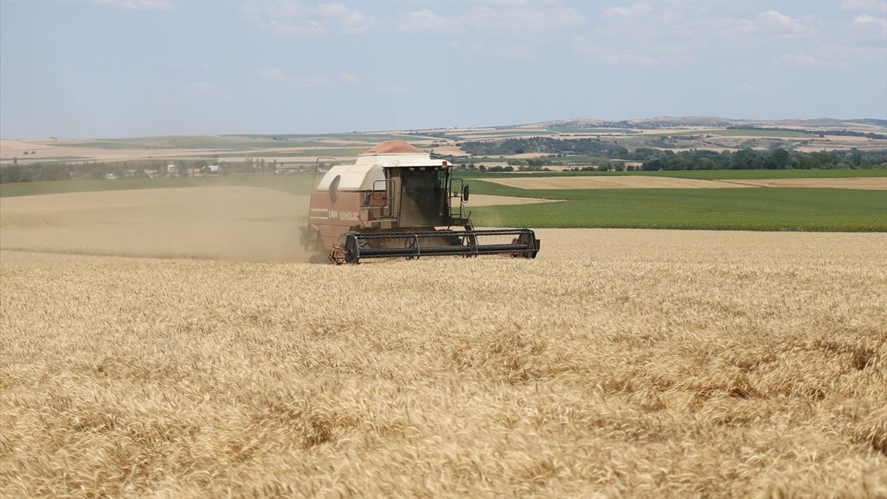 Edirne'de Buğday Hasadı Başladı