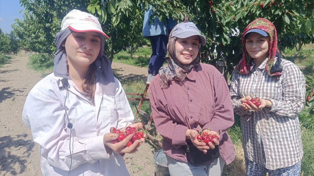 Edirne'de Çeribaşı Kirazı Hasadı Başladı