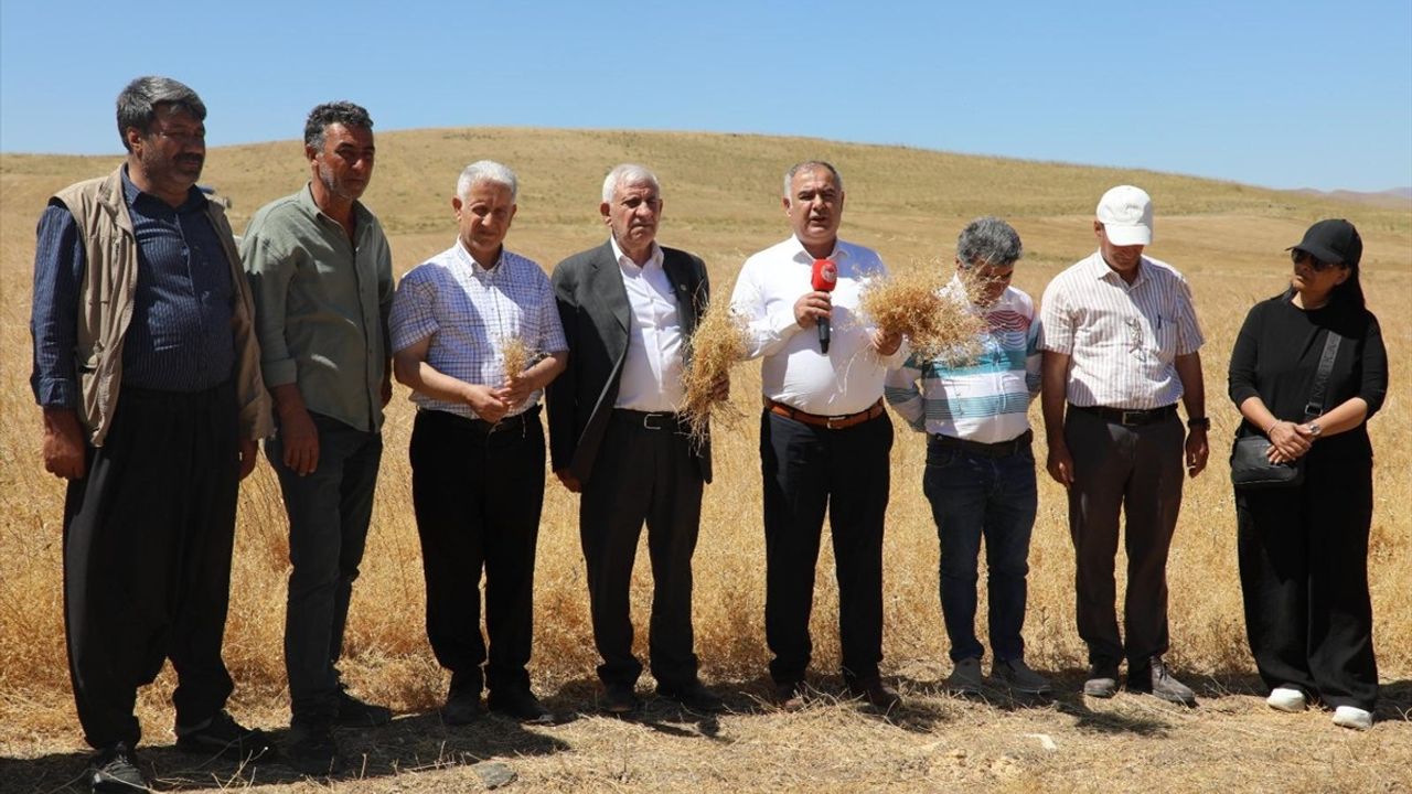 Elazığ'da 2 Bin 574 Ton Kırmızı Mercimek Rekoltesi Bekleniyor