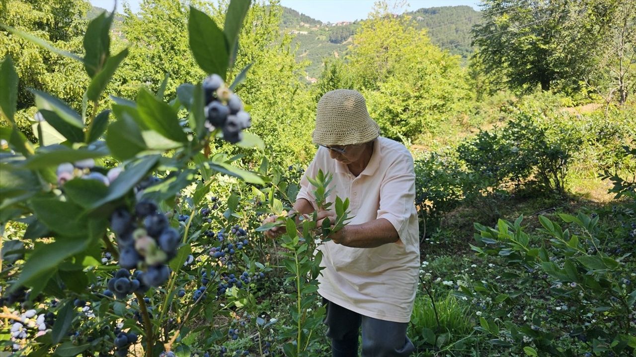 Emekli Doktor Tomris Özeler, 14 Yıldır Mavi Yemiş Yetiştiriyor