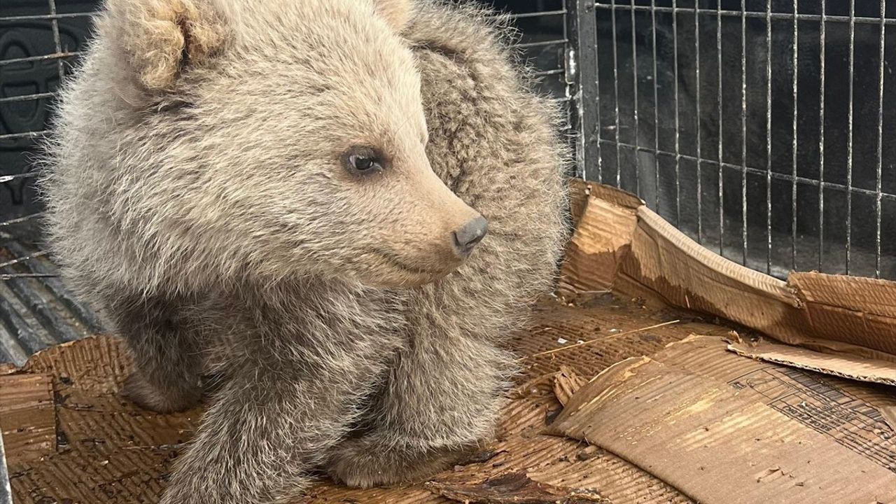 Erzurum'da Bitkin Halde Bulunan Ayı Yavrusu Koruma Altına Alındı