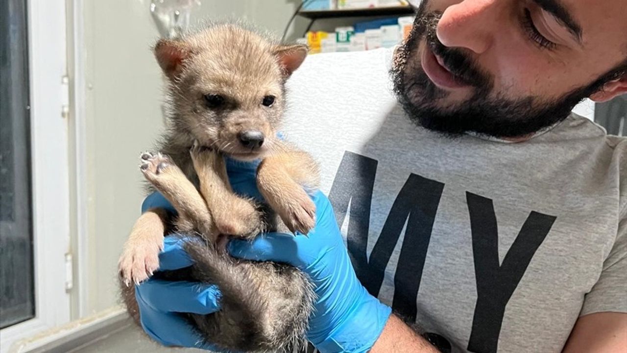 Erzurum'da Bitkin Halde Bulunan Kurt Yavrusuna Koruma