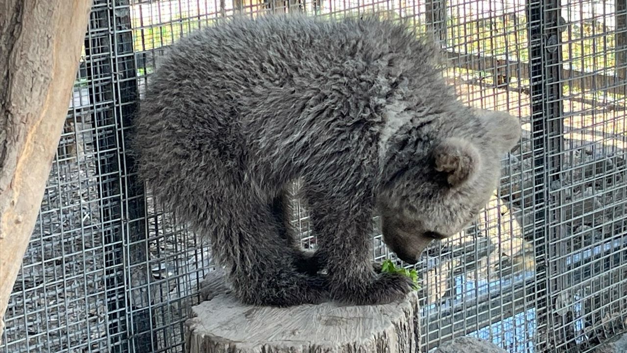 Erzurum'da Yaralı Bulunan Yavru Boz Ayı, Sakarya'daki Hayvanat Bahçesinde Bakılacak