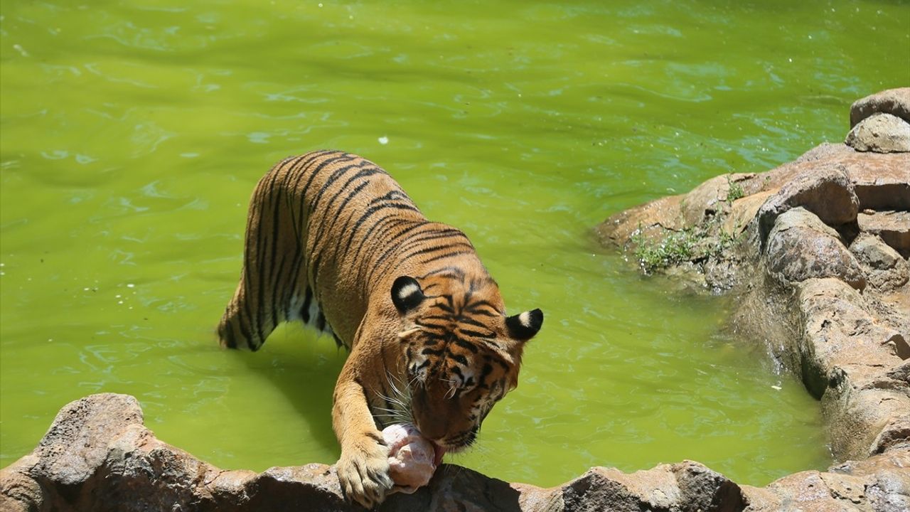 Gaziantep Hayvanat Bahçesi'nde Sıcak Havalara Özel Serinletici İkramlar