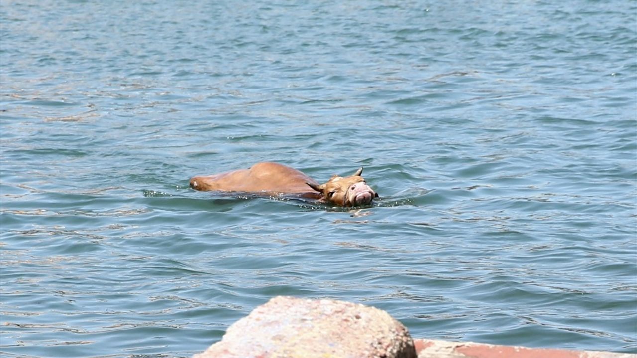 Giresun ve Bursa'da Sahiplerinden Kaçan Kurbanlıklar Yakalandı