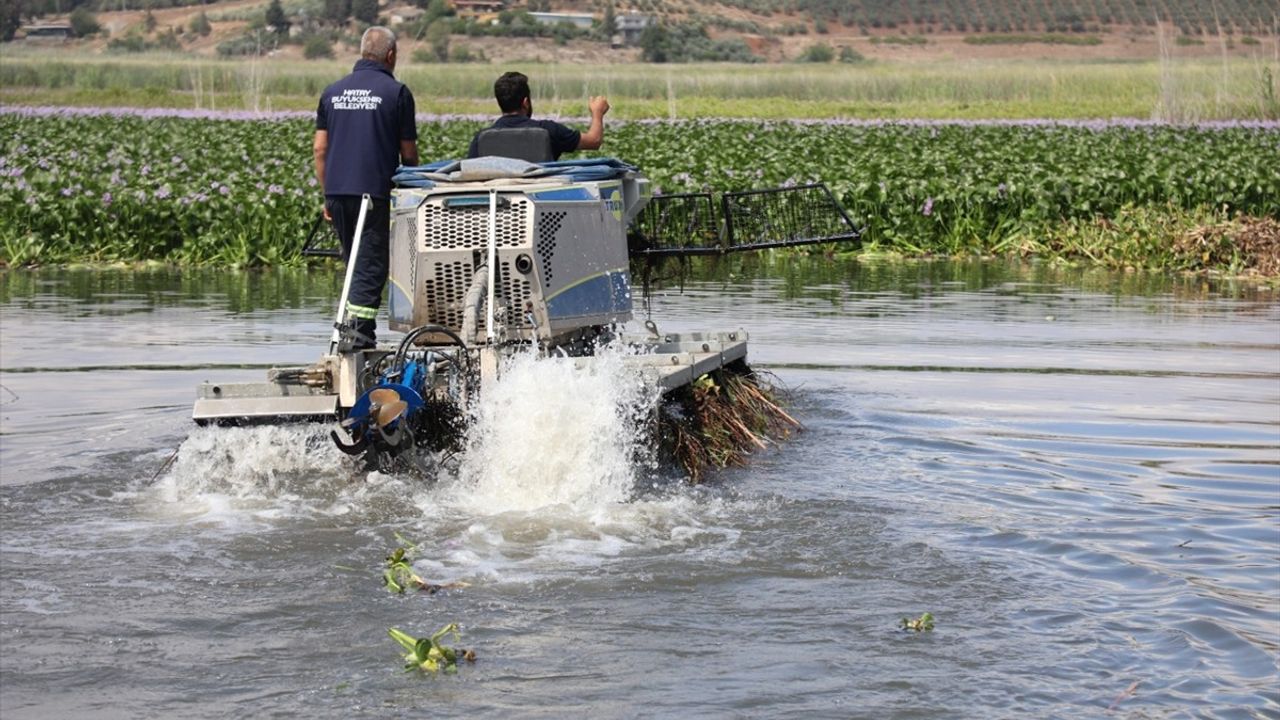 Hatay'da Gölbaşı Gölü'ndeki Su Sümbülleri Temizleniyor