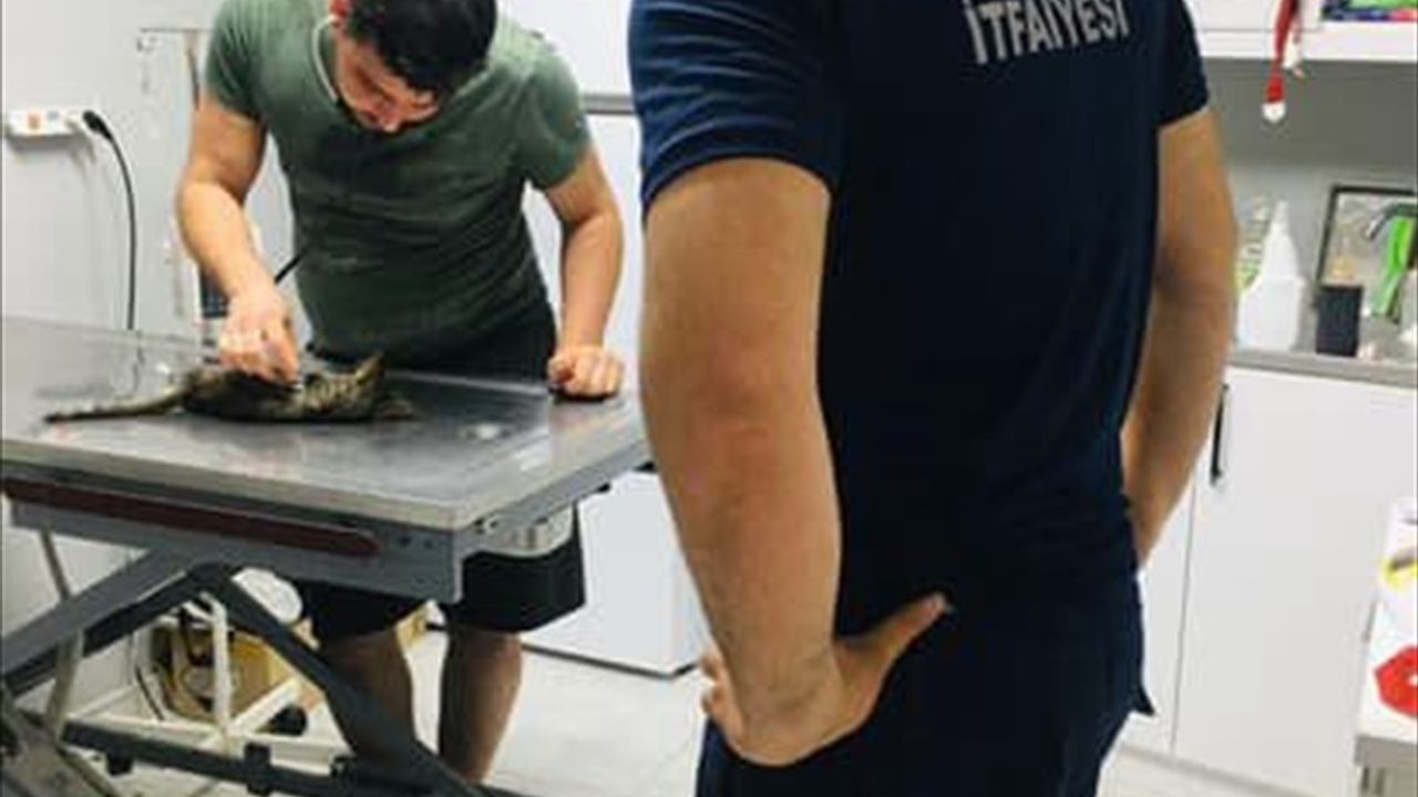 Hatay'da İtfaiye Ekibi, Kalbi Duran Kedi Yavrusunu Hayata Döndürdü