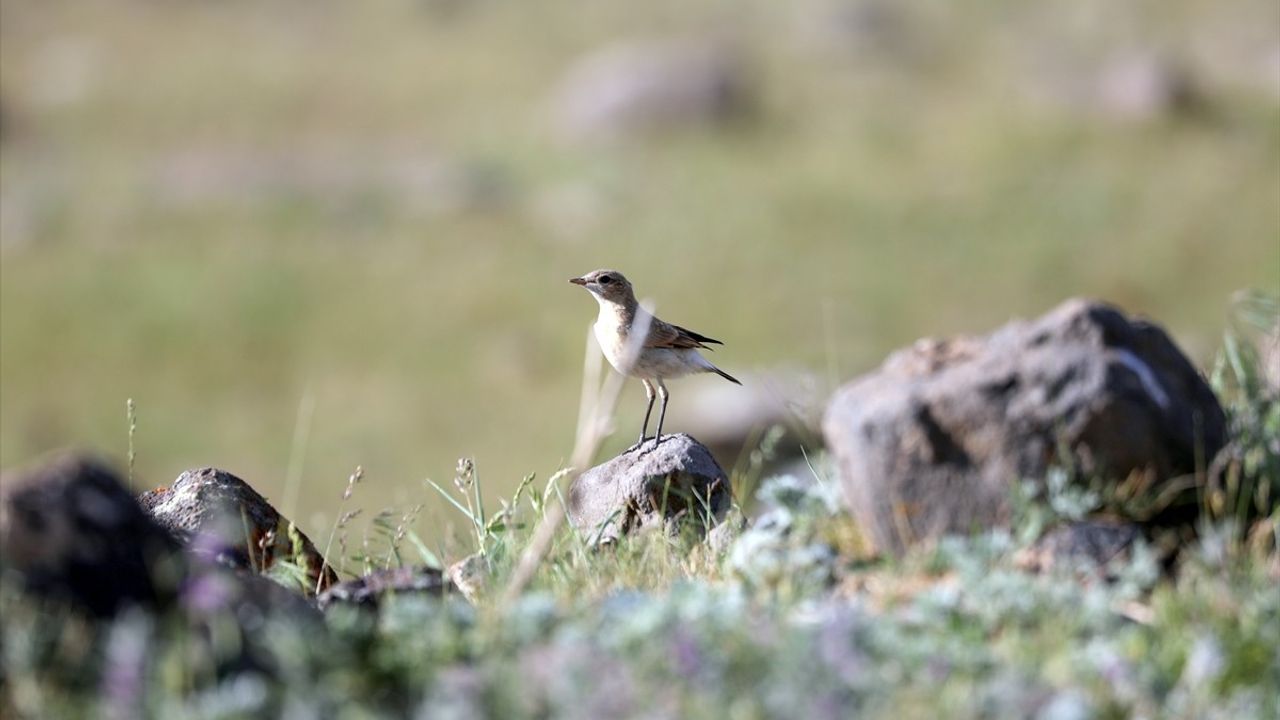 Iğdır'da Boz Kuyrukkakanın Kendine Özgü Hareketleri Görüntülendi